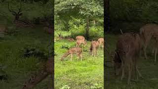 A Beautiful Coorg Nagarahole Tiger Reserve Safari With My Family #shorts #safari #animals #forest