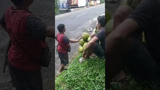 Panen buah kelapa muda