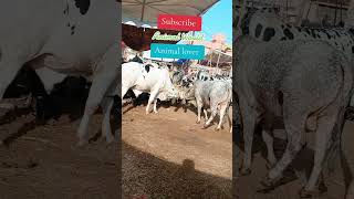 Cow Fight