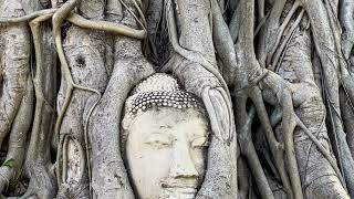 Bodhi Tree | Meditation Healing Relaxation | Ambient Meditation Music #healingmusic #relaxationmusic