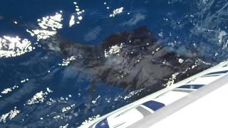 Sailfish release 11-4-16