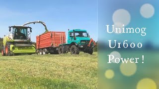 Unimog 1600: Start der Silage 2020; Häckseln mit Claas Jaguar 950; MB trac und Unimog im Einsatz