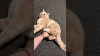 Cute British Shorthair Cat Runs Away from Pets