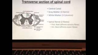 DR / NAGI - AUTONOMIC (1) part A