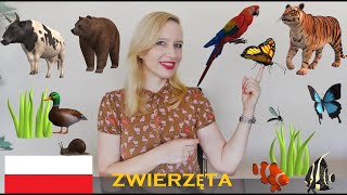 LEARN POLISH (A1): ZWIERZĘTA (ANIMALS)/ ENGLISH SUBTITLES