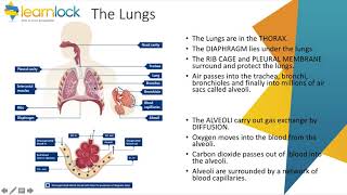 GCSE AQA Biology - B2 Organisation - Animal gaseous exchange and animal digestion