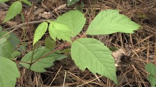 Jewelweed Grows Next to Poison ivy