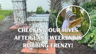 How Are Our Bees After the Robbing Frenzy?