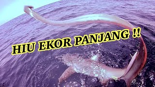 MANCING DITARIK HIU EKOR PANJANG / THRESER SHARK - FULL RELEASE | (VLOG Mancing Episode #13)