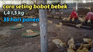 seting bobot bebek 1,4 1,5 | ini rincian pakannya!