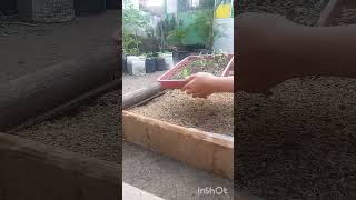 pembuatan raised bed part2