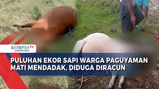 Warga Paguyaman Resah Puluhan Ekor Sapi Mereka Mati Mendadak, Diduga Diracuni Orang Tak Dikenal