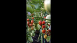 Amazing chutney made with these green and semi ripe garden tomatoes!