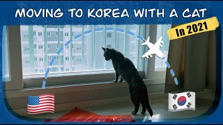 Moving to Korea with cat from the U.S during COVID-19 - Vol 2