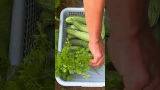 Harvest cucumbers and green vegetables from the backyard garden for your wife to cook