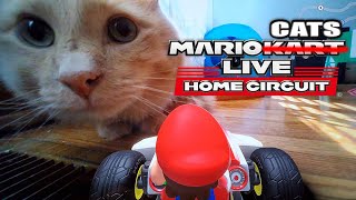 Mario Kart Live: Home Circuit is Harder with Pets