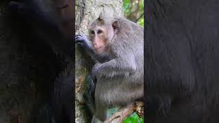 Ep128. Cute Monkey Goes Bananas in Adorable Viral Video!