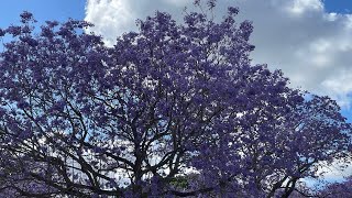 Jacaranda 2023