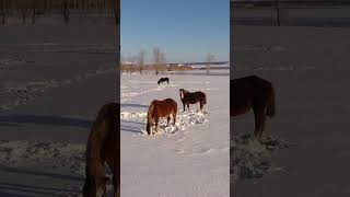 Музыка Природы! В этой нежной мелодии есть всё, чтобы просто расслабиться, думая лишь о Прекрасном!