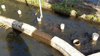 di laut tangkap ikan di darat kasi makan ikan