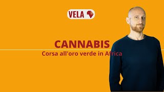 Cannabis: corsa all'oro verde africano