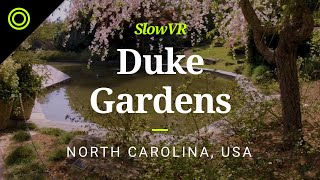 Spring Morning at Sarah P. Duke Gardens - Durham, North Carolina [Slow VR 5K 360° Video & Sound]