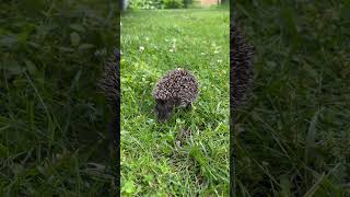 Bordercollie hedgehog