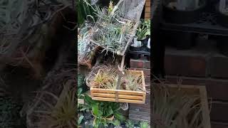 A florist with a great selection of cactus in Tokyo.