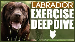 HOW MUCH EXERCISE DOES A LABRADOR NEED?