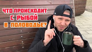 ЧТО ПРОИСХОДИТ С РЫБОЙ В ПОЛОВОДЬЕ?