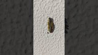 Lagarta da couve (Pieris brassicae) parasitada por vespa (Cotesia glomerata bracovirus)