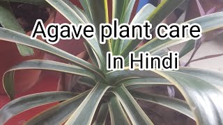 Agave plant care and propagation tips. Hard to kill plant for beginners.