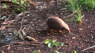 Путь Ежика. Коты следят. Way of the Hedgehog. Cats are watching. #Cat #Hedgehog