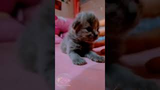 Mộc Mộc đôi mắt tròn xoe đáng iu chỉ nhất nhất đi tìm mẹ ❤️ #kitten #cutekittenvideo #babyandmom