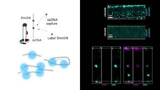 Stabilization of DNA fork junctions by Smc5/6 complexes revealed by single-molecule imaging