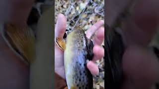 Small bois this evening! #shorts #subscribe #fish #browntrout