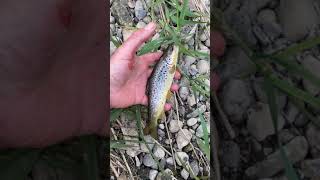 Wild Brown Trout fishing in Ireland