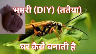 भमरी घर कैसे बनाती है , wasp,  bhamri making home for personal, ततैया का घर Live video