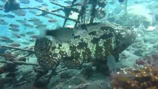 Scuba diving in Tulamben, Bali: goliath grouper (GoPro)