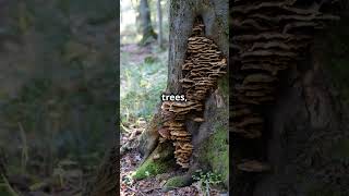 The Fungi That Eat Entire Forests