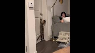 Cute cat opens door😳😂#funny  #cats #shorts