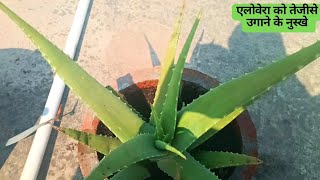 एलोवेरा को तेजीसे उगाना सिखिये घृतकुमारी नुस्खे Grow alovera very fast