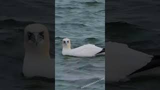 Northern Gannets Enjoying a Sea Splash!