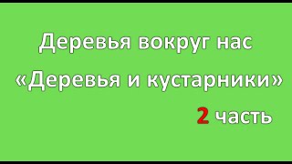 2ч. "Деревья вокруг нас. Деревья и кустарники" (ЧДОУ "Детский сад №198 ОАО "РЖД")