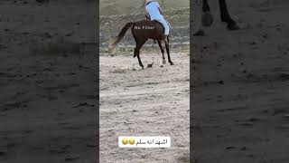 الحصان بغى يقتل القط !! 😂 #خيل #السعودية