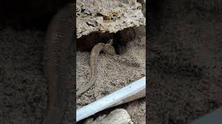 Gravid ackie monitor test digging, looking for a suitable spot to lay her eggs.