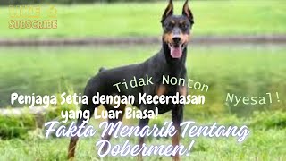 Fakta Menarik Tentang Dobermen