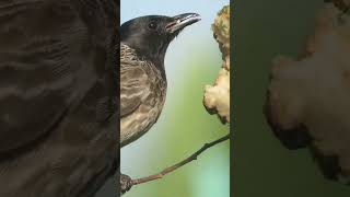 Red-Vented Bulbul feasting on custard apple| #bird #beautifulanimals #birdwatching #beautifulbirds