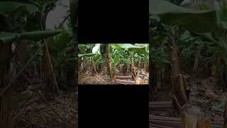 Banana Leaves: A Versatile Natural Resource