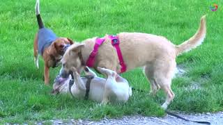 Puppies have fun at the park